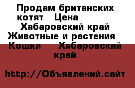 Продам британских котят › Цена ­ 5 000 - Хабаровский край Животные и растения » Кошки   . Хабаровский край